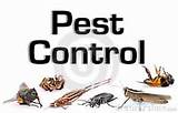 Photos of What Is Pest Control Services