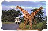 Tour Kruger National Park Pictures