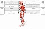 Cycling Core Muscles