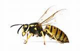 Nashville Wasp Exterminator Images