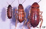 The American Cockroach Pictures