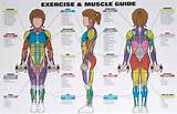 Muscle Exercise List
