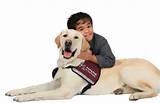 Pictures of How To Train A Hearing Service Dog