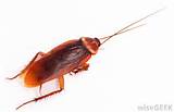 What Is A Flying Cockroach