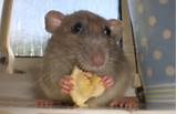 Pictures of Rat Eating
