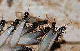 Termite Inspectors Pictures