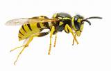 Pictures of Wasp Or Bee