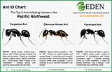Carpenter Ants Oregon Images