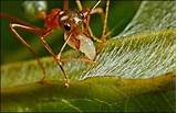 Ant Reproduction Images