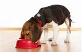 At What Age Can I Feed My Puppy Dog Food Images