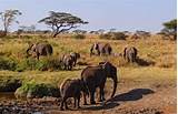 Photos of Serengeti National Park Safari
