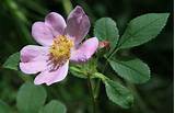Prairie Rose Flower Photos