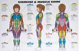 Images of Exercises By Muscle Group
