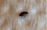 Photos of Black Carpet Beetle