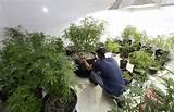 Marijuana Cultivation Jobs