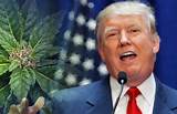 Trump To Legalize Marijuana Pictures