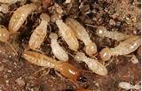 Termite Areas Toronto Images