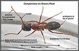 Carpenter Ants Look Like Photos