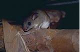 Photos of Rat Mouse