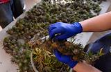 Jobs In The Marijuana Industry In Colorado
