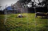 Pig Proof Fence Photos