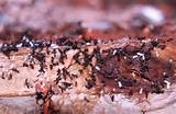 White Ants Vs Black Ants Photos