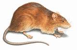 Norway Rat Images