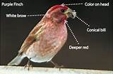 Images of House Finch And Purple Finch