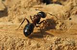 Pictures of Carpenter Ants Nest