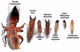 Termite Pest Species