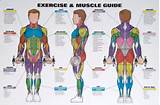 Muscle Group Exercises Chart Pictures