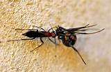 Spider Wasp Pictures