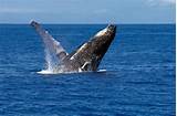 Pictures of When Is Whale Watching In Maui