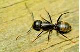 Carpenter Ants Get Rid Of Naturally Images