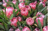 Pink Ice Protea Flower Pictures