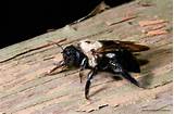 Images Of Carpenter Bees