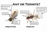 Difference Between Termites And White Ants Pictures