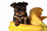 Images of Bananas Dogs Can Eat