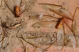 My House Has Termites Images