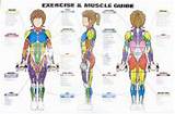 Muscle Exercise Chart