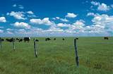 How To Build High Tensile Fence For Cattle