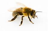 How To Eradicate Carpenter Bees