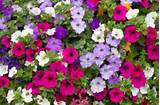 Are Petunias Annual Flowers Pictures