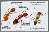 Images of Fire Ants Vs Termites