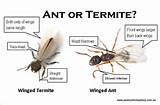 Termite Vs Ant Size Photos