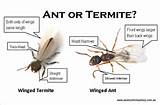 White Ants Life Cycle