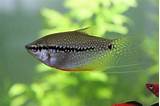 Freshwater Fish Pets At Home Pictures