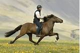 Riding Horse Classes Images