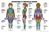 Images of Muscle Workout Chart Pdf