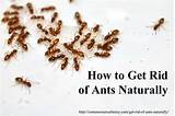 Photos of Home Remedies For Little Black Ants